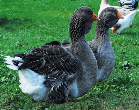 Giant Dewlap Toulouse Geese Chapel View Farm And Stable