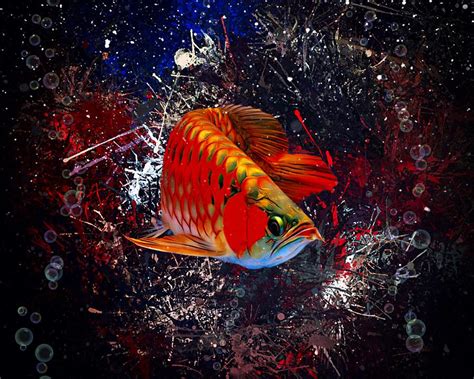 Red Asian Arowana Digital Art By Scott Wallace Digital Designs Fine