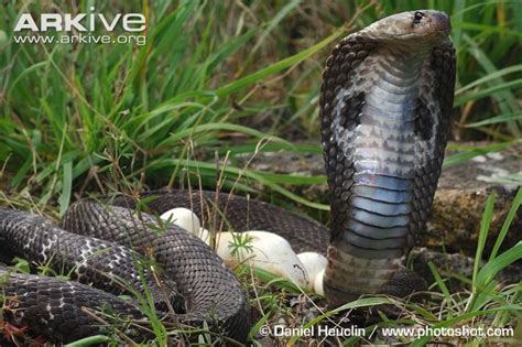 Life Cycle - King Cobra