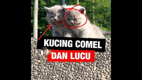 kompilasi kucing comel lucu youtube