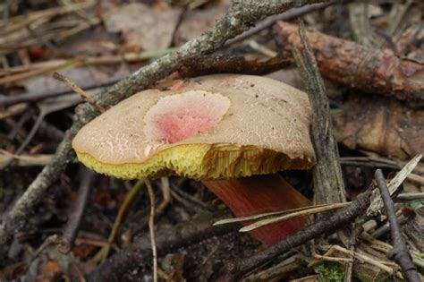 Моховик зеленый - фото, применение и описание | Съедобные грибы.