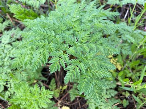 Early Season Poison Hemlock Control