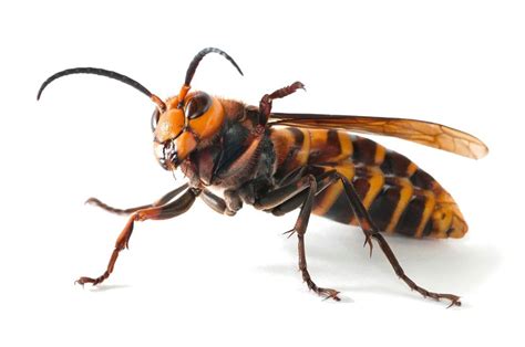 Murder Hornets Here Are 5 Other Scary Invasive Insects