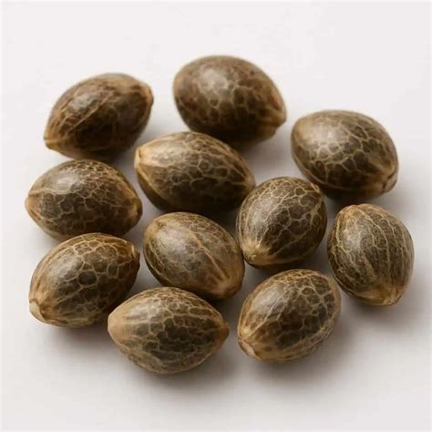 What Are The Best Weed Strains For Sex