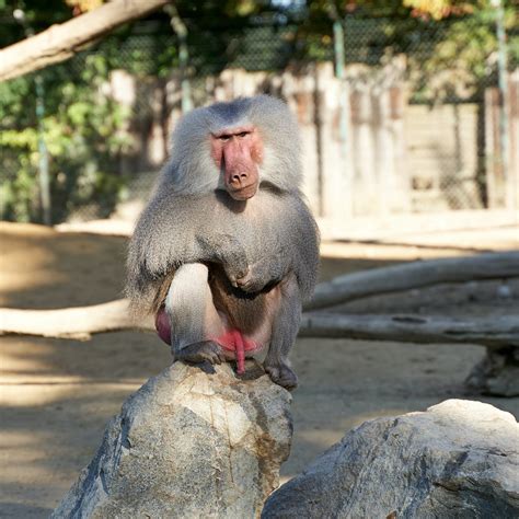 Safari Animals – Extrempark Bursa