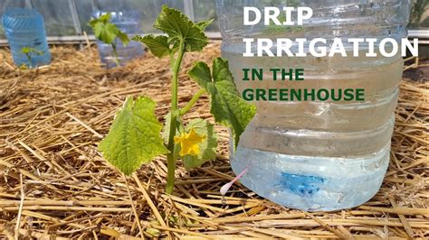 Easy And Affordable Drip Irrigation For Growing Cucumbers In A