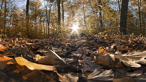 Royalty-Free photo: Forest Floor Leaves Autumn | PickPik