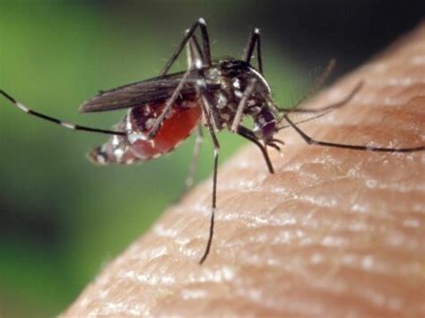 Why Are Mosquitoes Important Sciquest