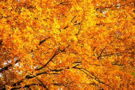 Types D Arbres Ne Surtout Pas Tailler En Septembre