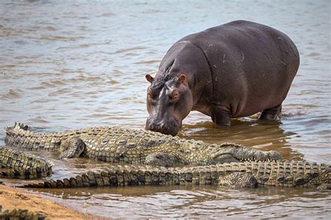 “Miraculous Rescue: Wildebeest’s Salvation from Cruel Crocodile, Thanks to Heroic Hippo ...