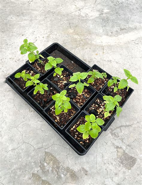 Thai Basil Seedlings, Furniture & Home Living, Gardening, Plants