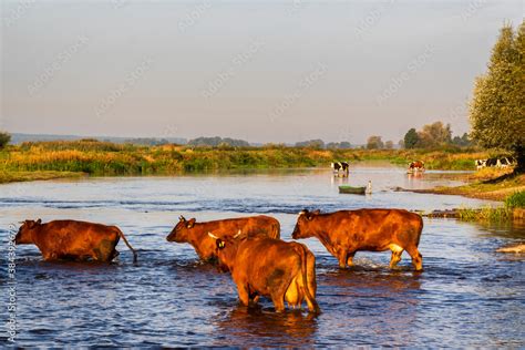 Rzeka Narew W Zawykach Szlak Konopielki Podlasie Polska Foto De