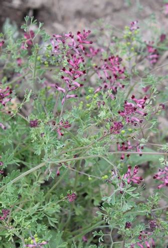 Гербіцид Стомп – UkrUP ™ (УкрАП) – Чеснок от производителя