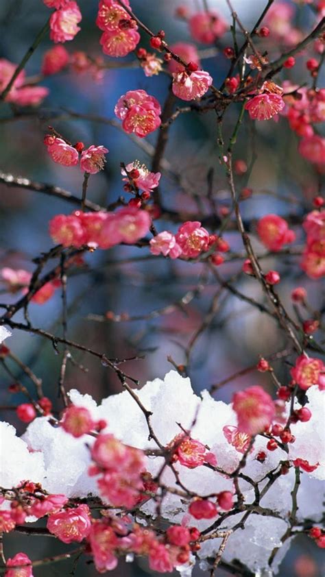 Japanese Cherry Blossom iPhone Wallpapers - Top Free Japanese Cherry ...