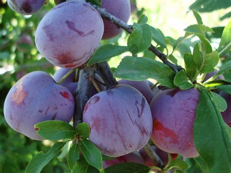 Алыча и её лучшие гибриды для всех регионов. Описание, особенности ...