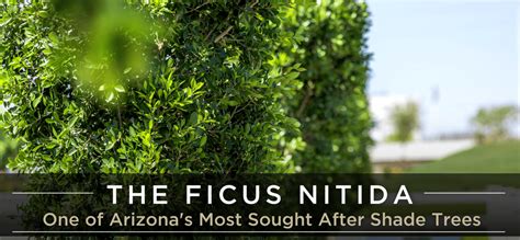 The Ficus Nitida One Of Arizonas Most Sought After Shade Trees