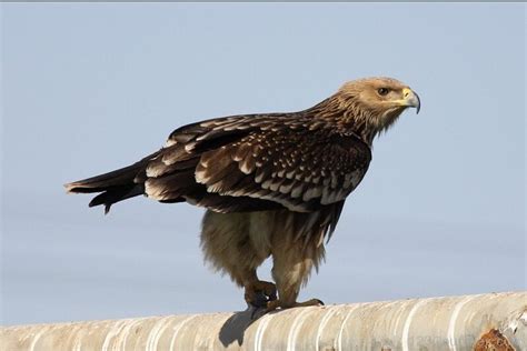 Imperial Eagle: National Bird OF Spain | Interesting Fact About
