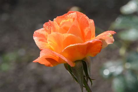 Nice rose from Niagara Falls, Canada. | Rose, Flowers, Garden