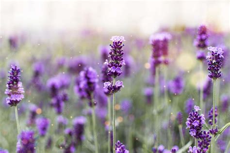 Download Blissful Lavender Fields In Full Bloom Wallpaper
