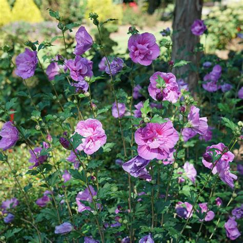 Dark Lavender Chiffon® Hibiscus Rose Of Sharon Proven Winner 4