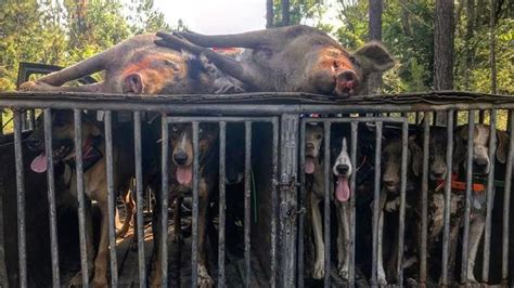 Ontdek De Fascinerende Wereld Van Wilde Honden In Mississippi