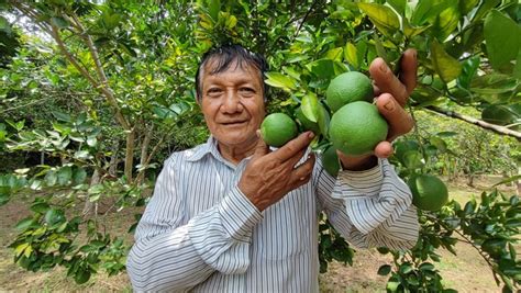 Senasa Y Productores Agr Colas Oficializan Inicio De Campa A De