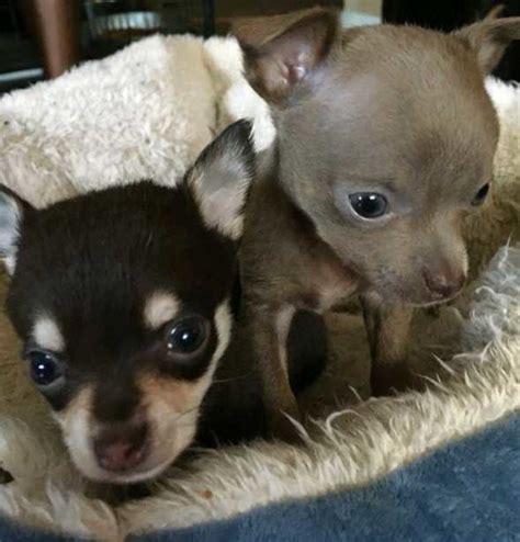 Chihuahuas For Sale Near Me Hoobly Pets Lovers