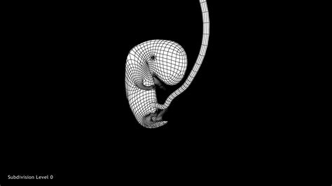 7 Weeks Human Fetus Model Turbosquid 2036590