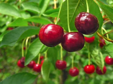 Pe De Cereja Vermelha - Quanto Tempo Demora para um Pé de Cereja Dar Frutos? - Plantas e Paisagismo