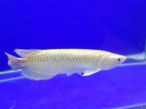 20 Jenis Ikan Hias Termahal Yang Cantik Dan Unik Blog Ruparupa