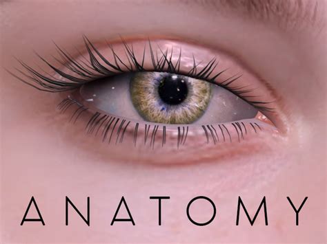 Second Life Marketplace - ANATOMY - Bright Eyes (Amber) - OMEGA Appliers