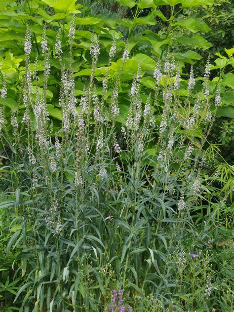 Lysimachia Ephemerum Beth Chattos Plants And Gardens