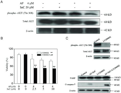 Sec Synergizes With Af To Induce Apoptosis With The Involvement Of Akt