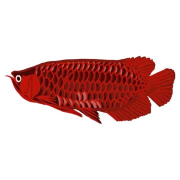 Beautiful Arowana Fish Logo Illustration Vector Arowana Fish Water