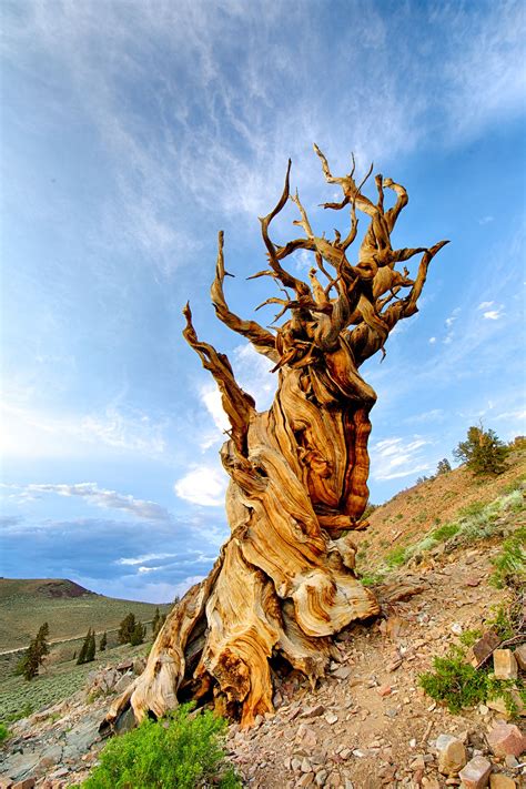 How Old Are The Oldest Known Trees at Justin Poole blog
