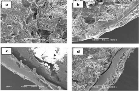 Scanning electron micrographs of the cross-section showing the internal ...