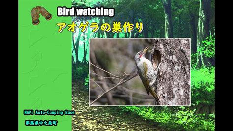 Bird watching アオゲラの巣作りNAPi Auto Camping Base YouTube