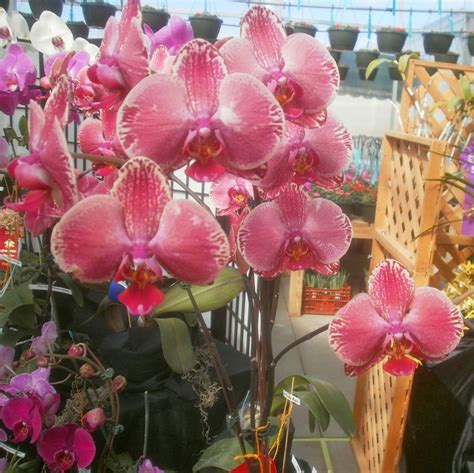 Фаленопсис Яблоко Фото – Telegraph