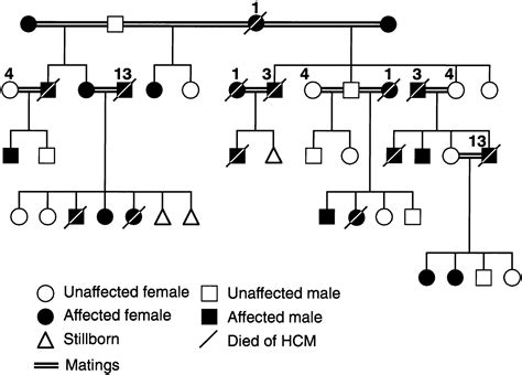 Familial Hypertrophic Cardiomyopathy In Maine Coon Cats Circulation