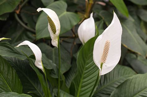 How To Grow And Care For Peace Lilies Gardeners Path