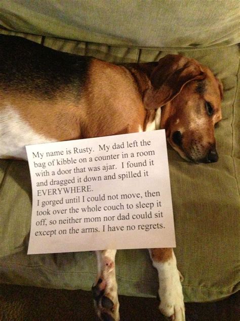 My name is Rusty. My dad left the bag of kibble on a counter in a room