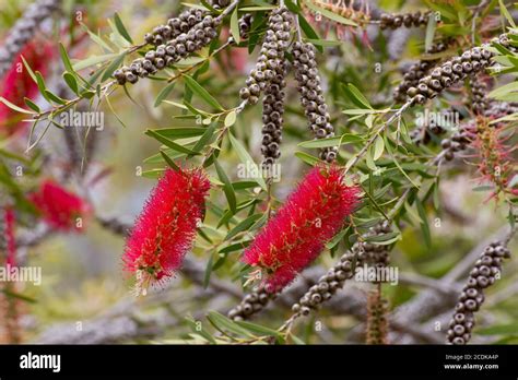 Red Bottlebrush Flower Stock Photo Alamy