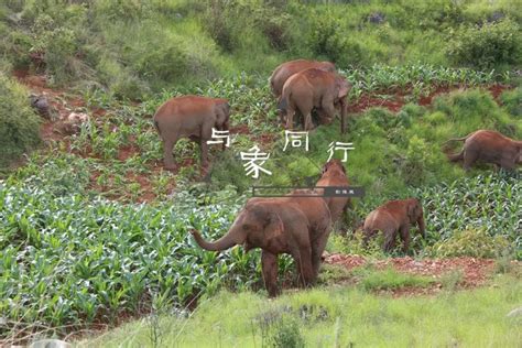 “云南亚洲象北巡纪实影像展”昆明开展 重温萌趣瞬间