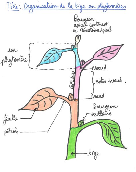 Le D Veloppement Des Plantes Fleurs