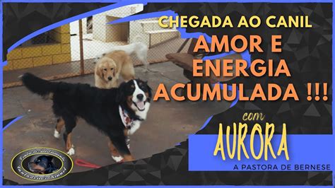 AURORA Bernese Chegada Ao Canil YouTube