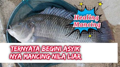 Mancing Nila Liar Strike Nila Babon YouTube