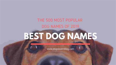 Best dog names – Dogs Lovers Blog