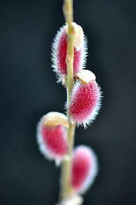 Japanese Pink Pussy Willow Mt Asama Fuzzy Pink Catkins Year Live Plant Etsy