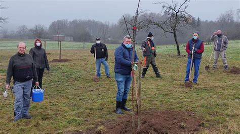 Obstb Ume In Frankenbach Gepflanzt