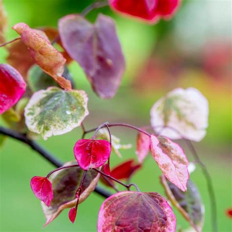 Carolina Sweetheart® Redbud Van Wilgens Garden Center